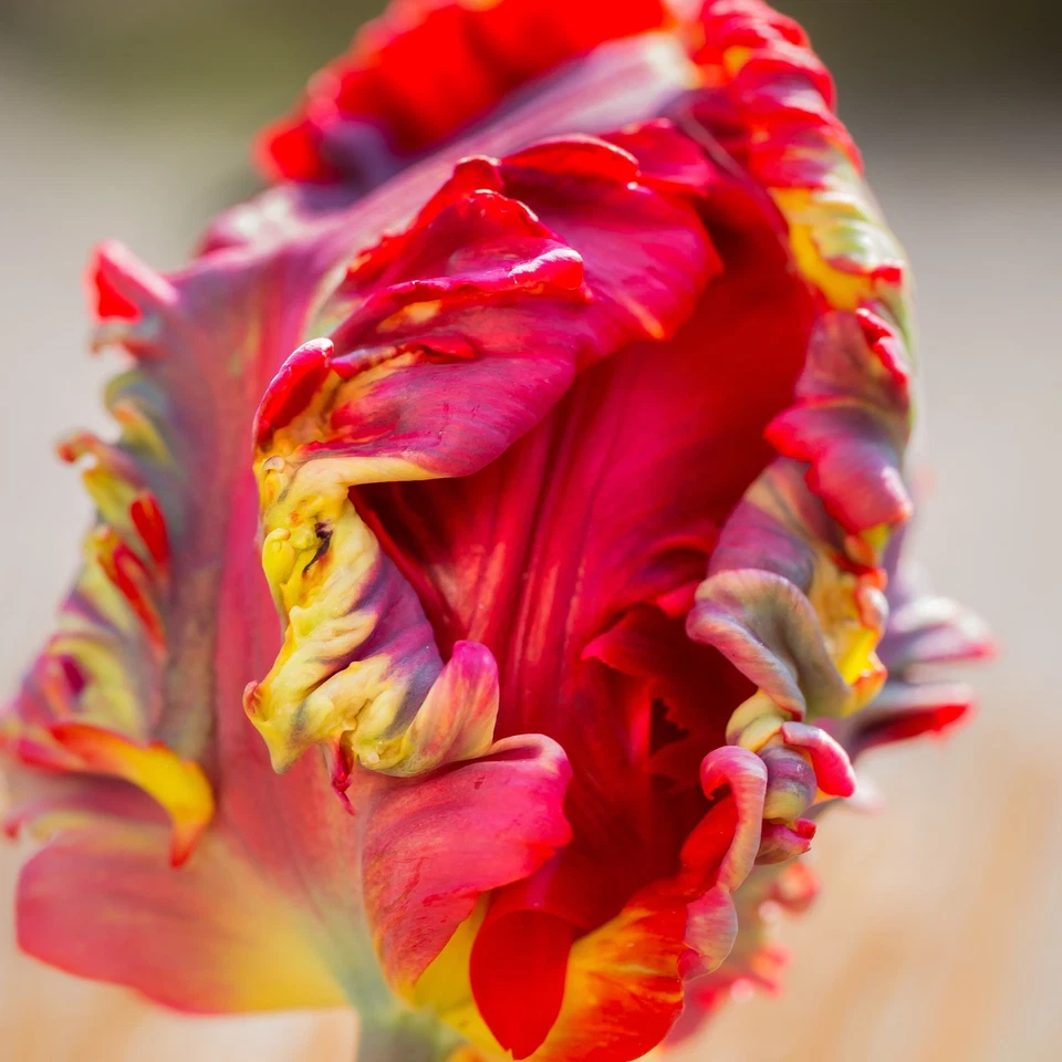 Fácil de cultivar Tulipán Blumex 10 bulbos de plantas, flores de primavera loro grupos zonas 3-8 Foto 3 de 4