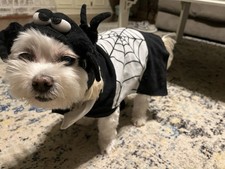 Spider Dog Costume Small