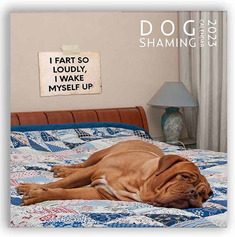 Dog Shaming Calendar 2023 Funny Wall Calendar Dog Lover 2023 Dog Wall  Calendar 313035265208 | eBay