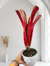 🌺 Billbergia ‘Estrella’ – Rare Hybrid Beauty Bromeliad Plant