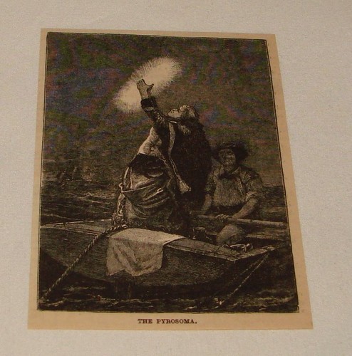 1884 magazine engraving ~ THE PYROSOMA