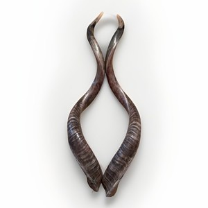 【希少】クーズー角笛 Kudu Horn 天然一点物 Kudu Horn | eBay