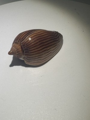 Zebra Volute seashell With Some Collection Data 42.6 mm