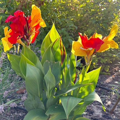 Canna 'Cleopatra', gelb-rot, Topf-Ø 17 cm - Bild 5 von 12