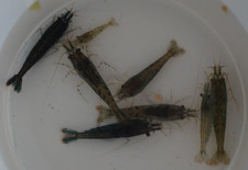 6 Wildtype Neocaridina Live Shrimp-Natural color clear, to black-clean-up
