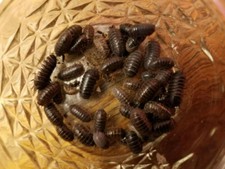 62 - Organically Raised Live Isopods - Clean Up Crew - Armadillidium vulgare 