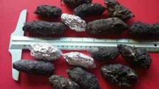 50 Large Owl Pellet Pack 2 inch 
