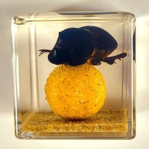Dung Beetle | eBay