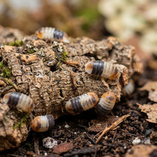 TC INSECTS 30 Cubaris sp White Shark Dwarf Isopods Live Bioactive Clean Up Crew