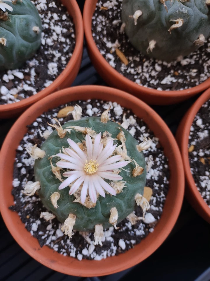  Cactus raros. Semilla cultivada, floración y fructificación Foto 4 de 4