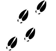 Deer Tracks Decals Sticker Hunting - Several Colors and Sizes Available 03