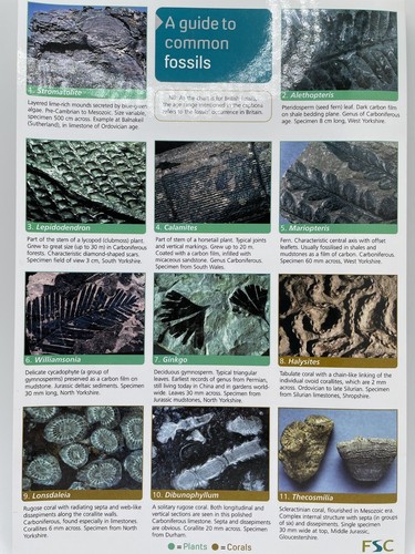 A Guide to Common Fossils by Pellant, Chris Wallchart Laminated Photo chart - Picture 2 of 10