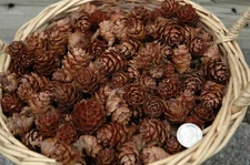 51 SMALL BLACK SPRUCE CONES PINE CONES PINECONES, POTPOURRI WREATHS FLORAL 