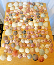 Bulk Lot Florida Sea Shells Scallop Colorful 153 Larger Size