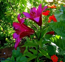 1 - Giant Hybrid Lily PURPLE PRINCE Flower Bulb - Abundance of Blooms