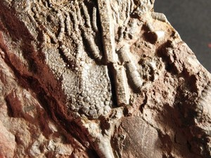 430 Million Year Old! CRINOID Fossil or Sea LILY Fossil Morocco 490gr