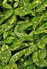 Japanese Aucuba (Laurel)– Evergreen Shade Shrub – Aucuba japonica 