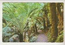FERNS AND PATH THROUGH TARRA VALLEY NATIONAL PARK VICTORIA SANDSCENE POSTCARD