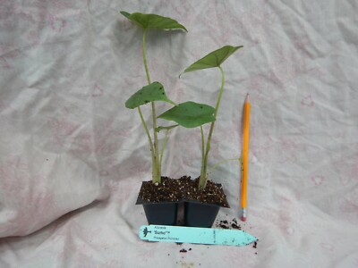 SUMO**Alocasia Elephant Ear **Rooted Starter Plants**USA SELLER** | eBay