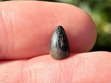 Hell Creek Fossil Crocodile Tooth Croc Cretaceous Dinosaur Montana