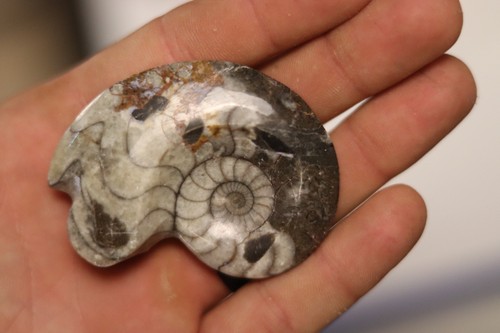 Polished Ammonite Fossil - Cream Brown Spiral Shell Display | eBay