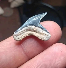 BoneValley Physogaleus conturtus Tiger shark Sharktooth Fossil 