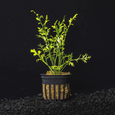 BUY 3 GET 1 FREE Potted Water Sprite Live Aquarium Plant with Roots