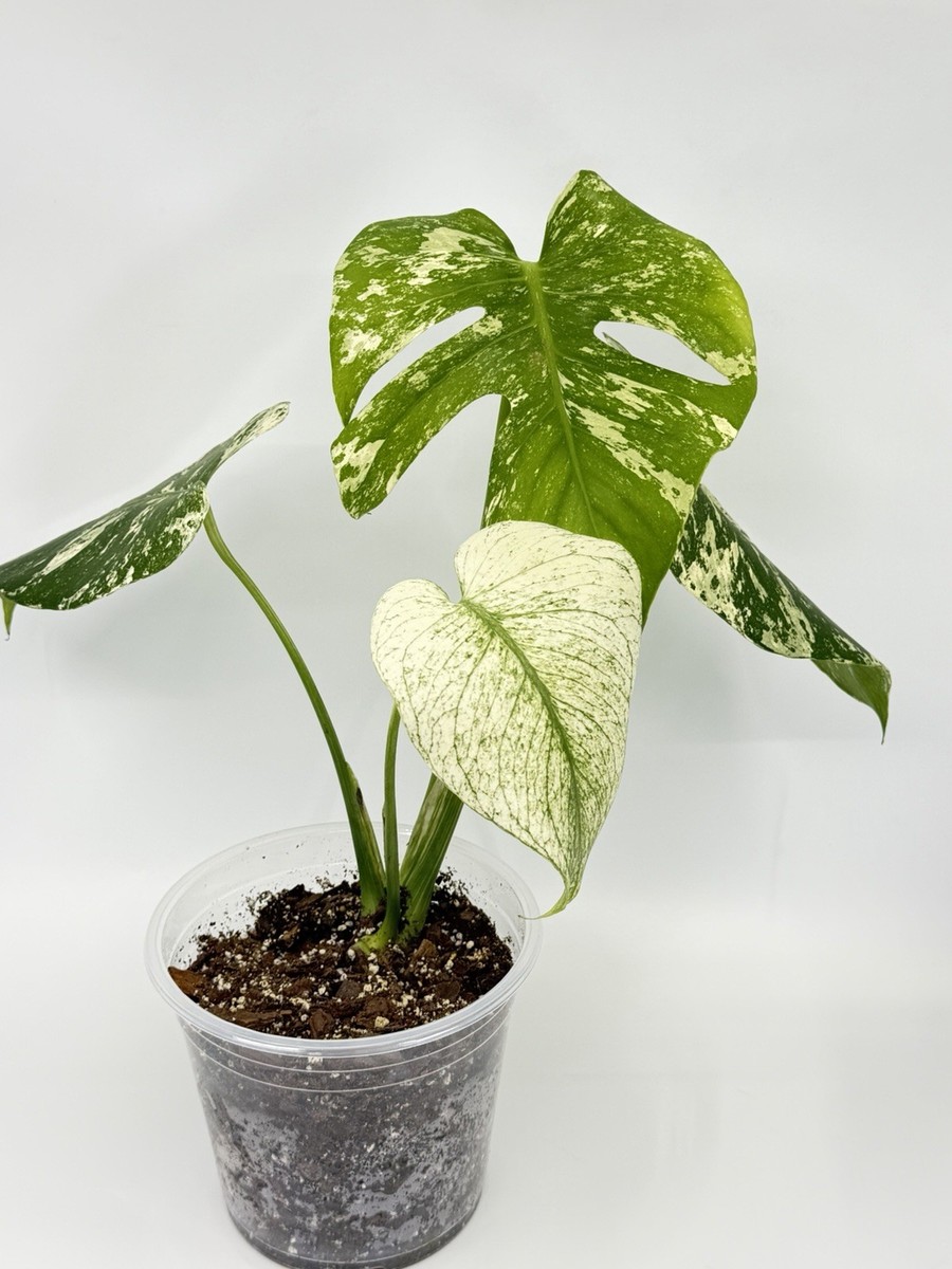 RARE Monstera White Monster Variegated Rooted Live Exact