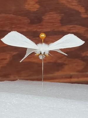Entomology Dry Pinned Specimen Virginian Tiger Moth Natural Insect Upstate SC