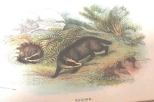 Lloyds Natural History A Hanbook  of British Mammals Lydekker 1896 32 plates