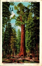 Vintage General Sherman Tree Postcard Sequoia National Park CA