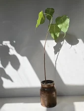 BONSAI - Large BODHI Tree - Ficus Religiosa 35 Inches Tall In Antique Crock Pot