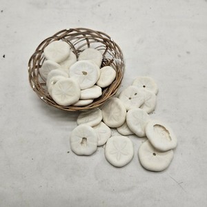 Lot Of Over Two Dozen Seabiscuts Or Sand Dollar Sea Shells