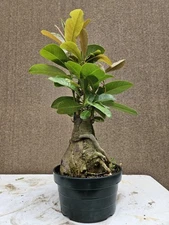 Old Southern Magnolia Bonsai Tree,,,Sale 