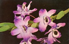 Dendrobium Nobile Frutteti, Isole Hawaii --CARTOLINA