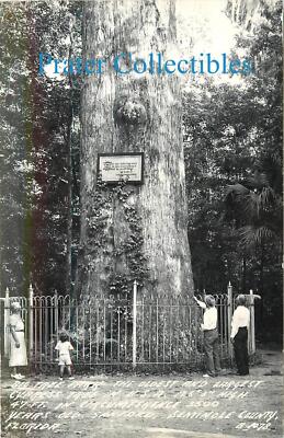 Florida, FL, Sanford, Big Tree Park, 3500 Year Old Cypress 1950's RPPC