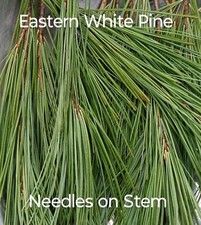 6 ounces on Stem White Pine Needle tea Maine Eastern white organic PINUS STROBUS