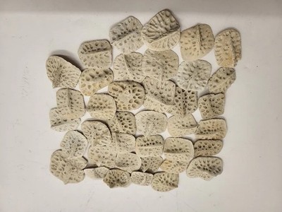 Alligator Scute Small 1/2 Pound Bag For Jewelry Making