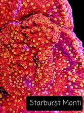 Starburst 3/4-1.5 inch Frag Montipora SPS Coral