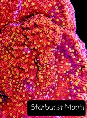 Starburst 3/4-1.5 inch Frag Montipora SPS Coral