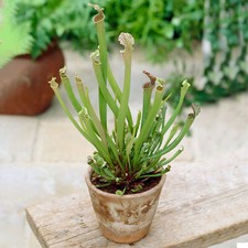 Sarracenia Smoorii | Best Indoor Plants | 25-35cm Potted Fly Trap Plant for Sale