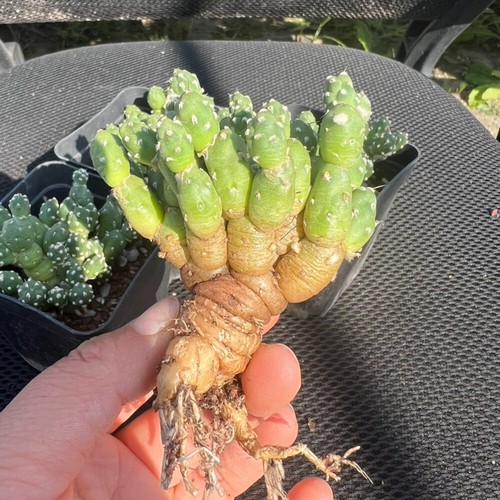 2PCS Cactus Plants Maihueniopsis Clavarioides Beautiful Garden Cactus - Afbeelding 2 van 4