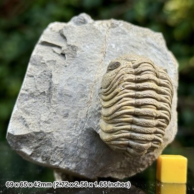Phacops A Grade Fossil Trilobit - Taboumakhlouf Formation, Eifelstadium,