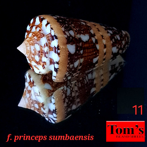 Conus ammiralis f. princeps sumbaensis #11 47.1mm ULTRA BEAUTY from Indonesia