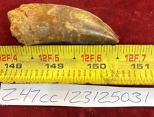 Rare Carcharodontosaurus Dinosaur Tooth T Rex Cousin 95 Mil Yrs Fossil 2 1/2”