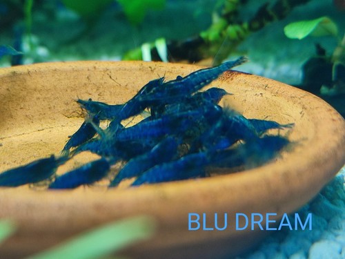 Lotto 25+2 Omaggio Neocaridine Mix Colori/acquario/caridine/gamberetti - Foto 4 di 8