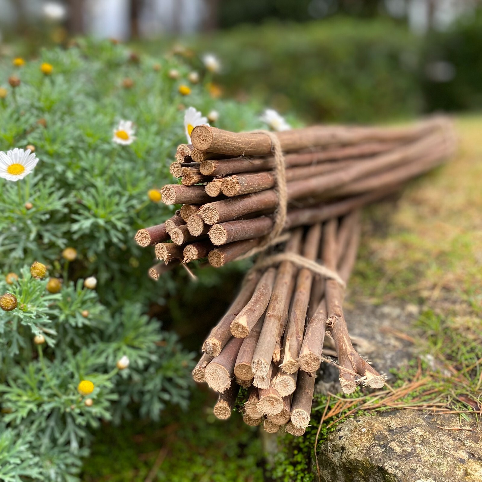 Willow Pea & Bean Garden Plant Support Canes Sticks Stakes 120cm (Pack of 40)