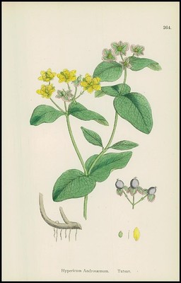 1902 Hypericum Androsaemum Tutsan Botanical Print Hand Colour (SL264)