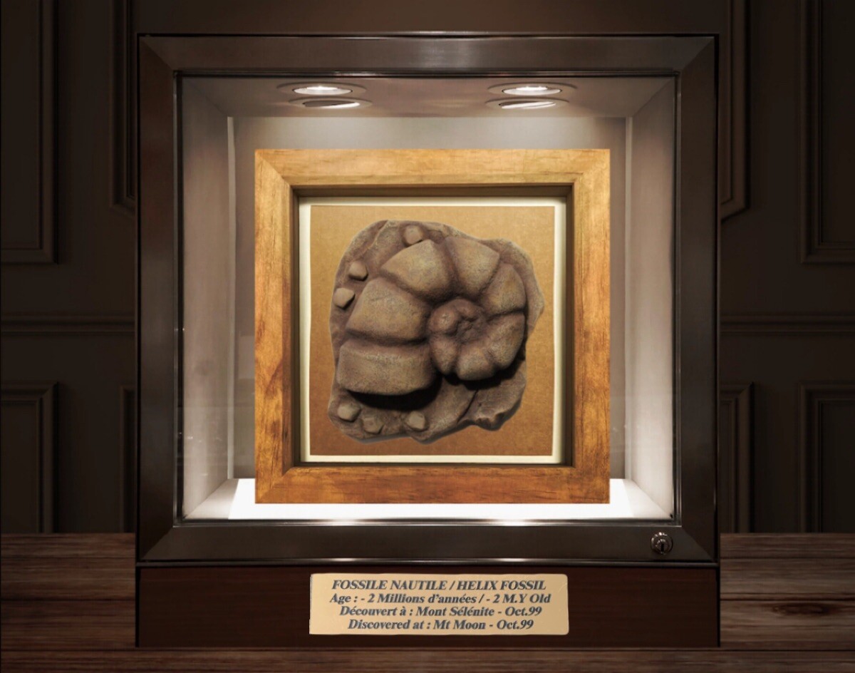 Fossile Nautile Pokémon authentique souvenir d'enfance pour dresseur nostalgique