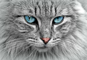 Longhair Grey Kitty Cat With Blue Eyes Art Picture Poster Photo